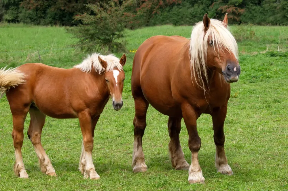 Élevage cheval à Lugrin