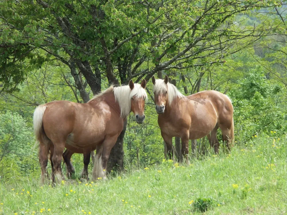 Achat cheval à Lugrin