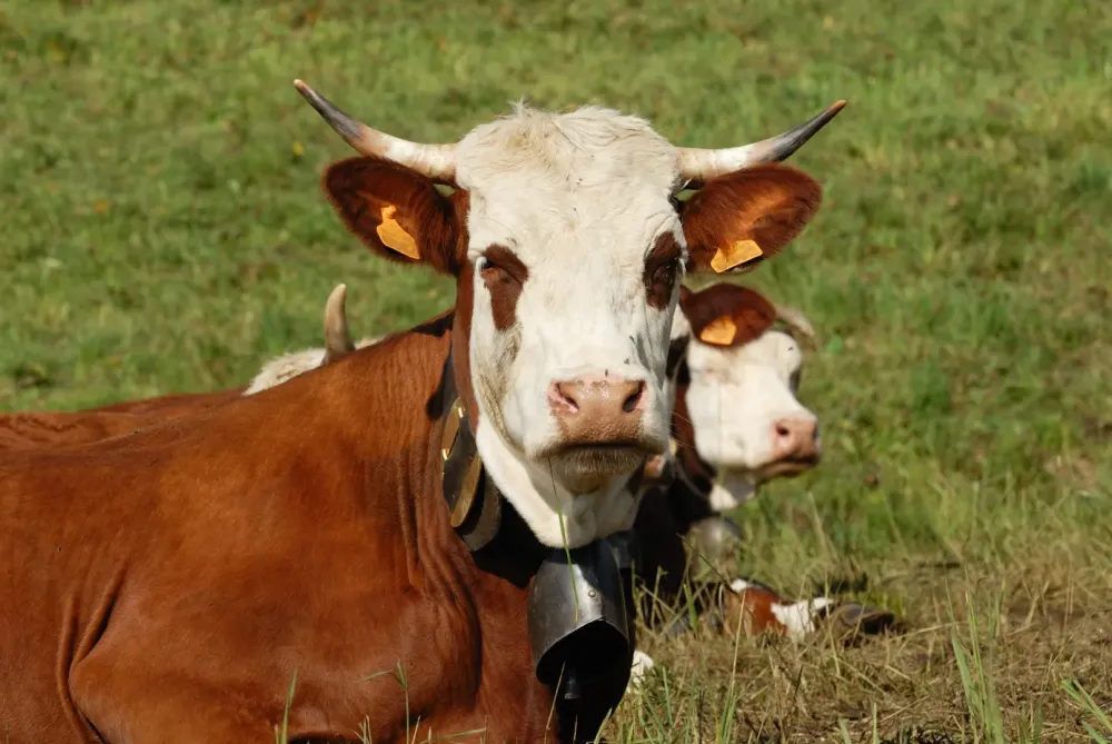 Fromage de vache à Lugrin